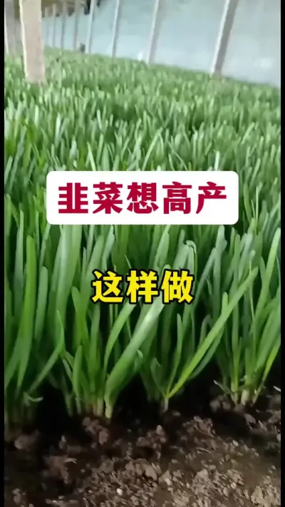 韭菜想高产，这样做。#韭菜种植 #韭菜高产 #韭菜管理 #韭菜种植方法 #韭菜施什么肥根粗