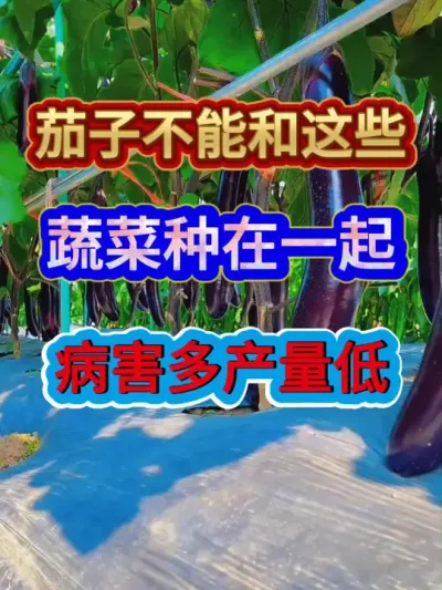 茄子不能和这几种蔬菜种在一起病还多产量低 #农业种植 #种植小技巧 #茄子种植 #服务三农支持三农 #关注我一起学种菜