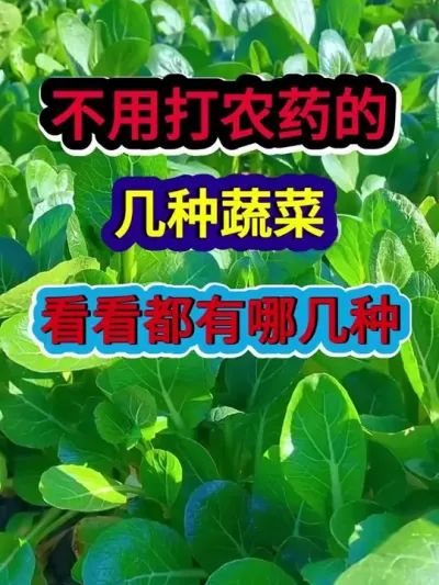 不用打农药的几种蔬菜看看都有哪几种 #蔬菜种植 #农业种植 #种植小技巧 #三农种植 #分享农业知识帮农民增产增收
