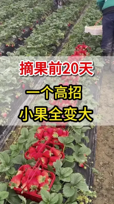 草莓采摘前20天，用它喷一喷，小果个个变大果#抖音助农 #草莓🍓 #三农