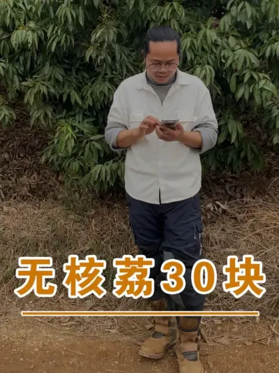 今年的无核荔才卖30一斤，太可怜了#广西灵山荔枝果苗#农业创业#抖音新农人计划2025#吕老师种果苗