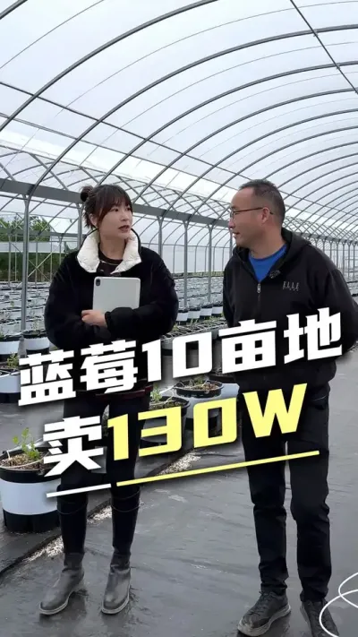 一年内从10亩地扩到了50亩地，蓝莓种植真的那么赚钱吗？#蓝莓种植 #云南蓝莓 #设施农业 #无土栽培 #现代农业