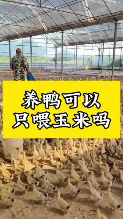 养鸭可以只喂玉米吗#养鸭人 #肉鸭养殖 #禽病技术指导 #养鸭 #番鸭