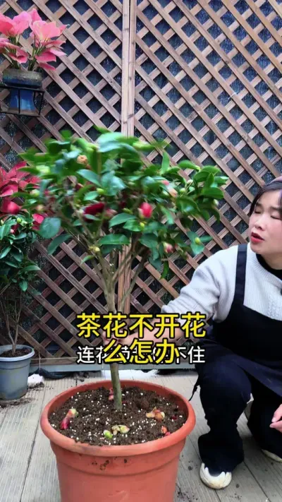 茶花不开花，你施再多的肥都没有用#花卉绿植 #茶花 #种植小技巧
