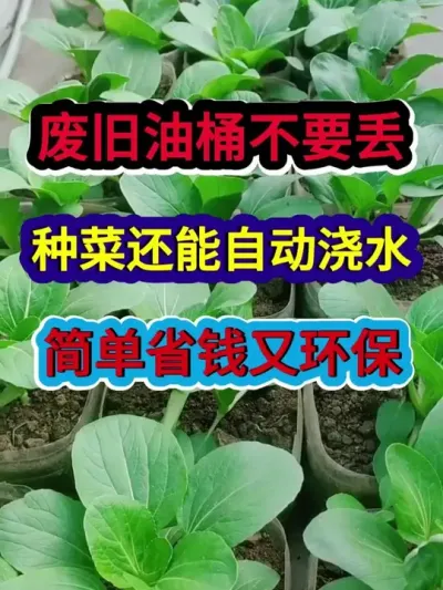 废旧油桶不要丢种菜还能自动浇水简单省钱又环保 #蔬菜种植 #蔬菜种植技术 #农业种植 #三农 #分享农业知识帮农民增产增收