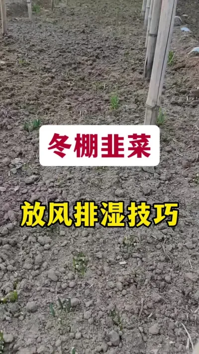 冬棚韭菜放风排湿技巧。#韭菜种植 #韭菜管理 #冬棚韭菜管理 #韭菜种植方法 #种韭菜