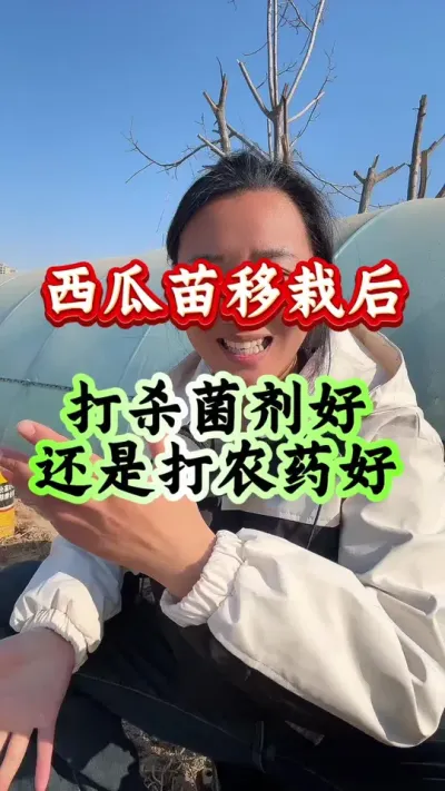 西瓜种植 西瓜苗移栽后是打杀菌剂好还是打农药好#西瓜种植 #西瓜管理