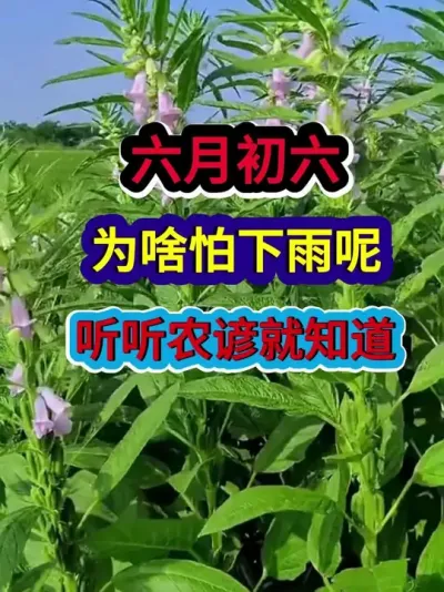 六月初六为啥怕下雨呢听听农谚就知道 #农业谚语 #农谚 #农谚老话 #农业种植 #三农