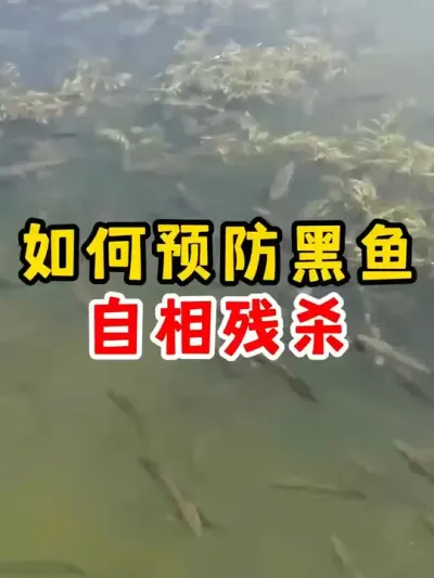 如何预防黑鱼自相残杀 #养鱼 #四大家鱼养殖 #养殖 #农村 #水产养殖