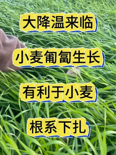 小麦种植 冬雪降来小麦匍匐生长好处多#小麦种植 #农业种植 #小麦高产技术 #小麦 #小麦种植管理技术
