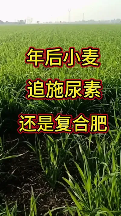 小麦追肥#小麦 #小麦管理 #小麦种植管理技术 @抖音小助手