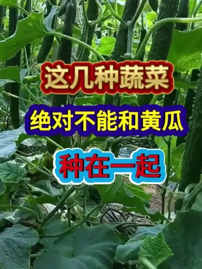 这几种蔬菜绝对不能和黄瓜种在一起 #黄瓜种植 #农业种植 #种植小技巧 #三农 #分享农业知识帮农民增产增收