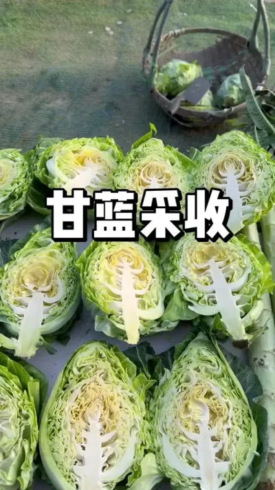 甘蓝采收，越冬甘蓝多久可以采收 