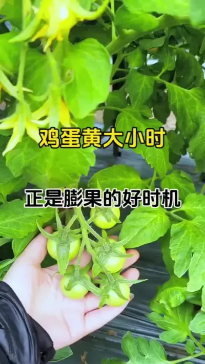 把握好膨果关键期，膨大果实，增产增收不是梦#膨果肥配方 #西红柿膨果专用叶面肥 #无限回购的宝藏单品 #农业种植