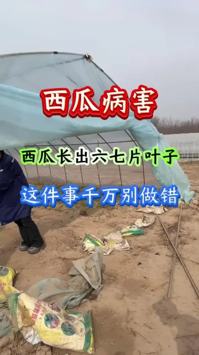 西瓜种植 西瓜长出六七片叶子这件事千万别做错#西瓜种植#西瓜管理#种西瓜#病害防治#西瓜高产