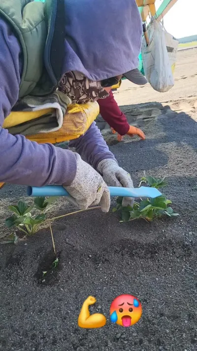 草莓🍓田间管理 #草莓种植 #草莓田间管理 #草莓种植管理技术和方法 #现代农业机械 #农机视频 @抖音小助手