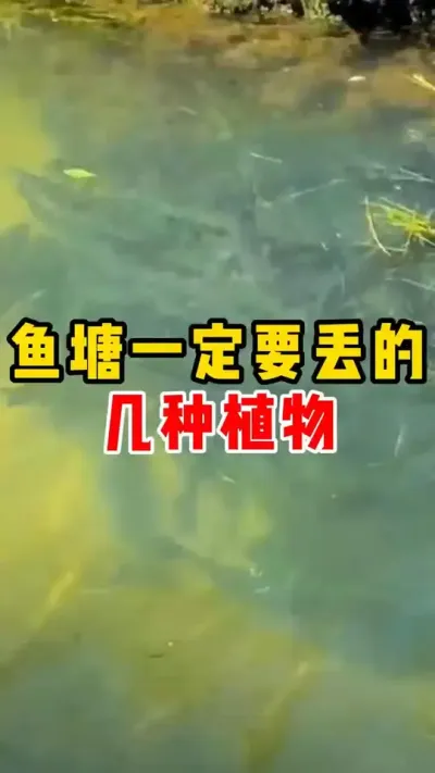 鱼塘一定要丢的几种植物#水产养殖 #养鱼 #四大家鱼养殖 #养鱼人  #养鱼日记  @抖加🔥上热门🔥dou+🔥热点宝  @DOU+小助手 