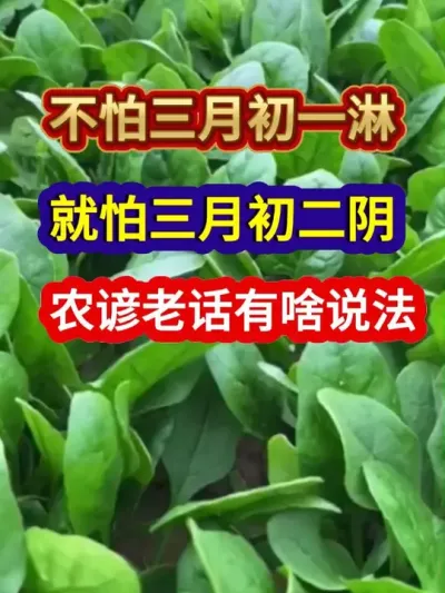 不怕三月初一淋就怕三月初二阴农谚老话有啥说法 #农业种植 #农业谚语 #农谚 #农谚老话 #分享农业知识帮农民增产增收