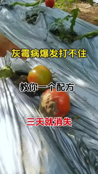 春季大棚湿度大，一定要及时预防灰霉病，任何病害都是预防大于治疗#灰霉病 #番茄种植 #农业种植