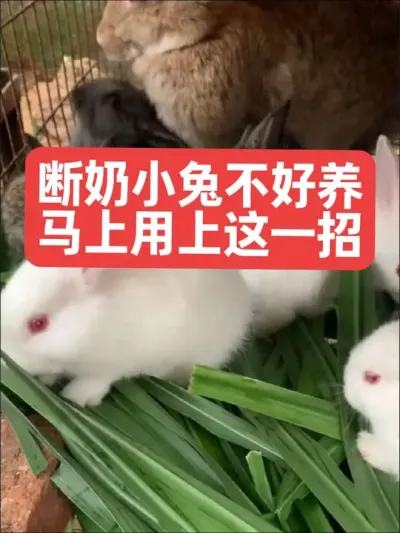 断奶小兔不好养，马上用上这一招 #三农#养殖#兔子#养兔#养兔人