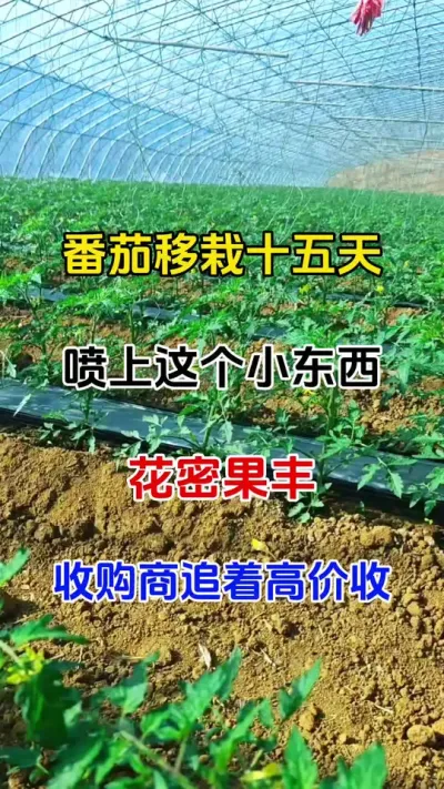 促花保果#促花肥 #叶面肥这样用更高产 #生根壮苗保花保果肥料