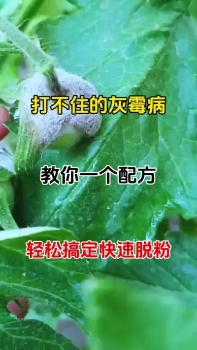 低温高温，作物灰霉病爆发，及时预防，通通风#灰霉病防治 #农业植保知识分享 #番茄种植