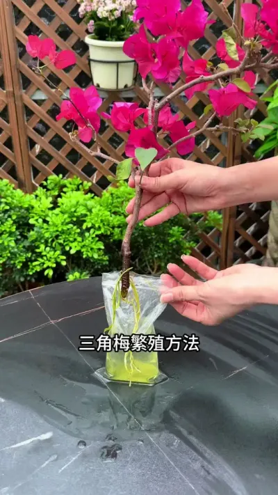 这是我试过，最简单长根快的繁殖方法#扦插 #种植小技巧 #三角梅