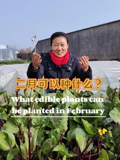 2月种什么菜 2月春打头可以种很的菜有很多，喜欢种的好育苗啦#阳台种菜 #我爱种菜 #种植小技巧 #新农人计划
