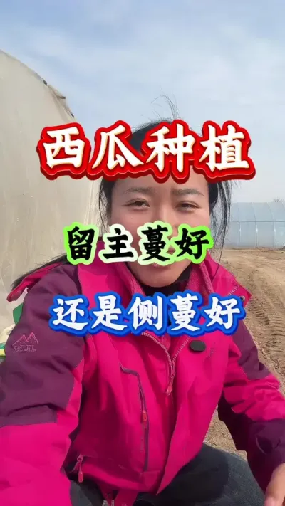 西瓜种植 西瓜种植西瓜整枝留蔓西瓜留主蔓好还是留侧蔓更好？#西瓜种植 #西瓜种植技术 #西瓜 #服务三农支持三农