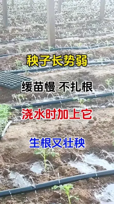 朋友们还为，生根慢，生根难，不扎根，萎蔫儿而发愁吗？浇水时加上它，生根缓苗快，抗病抗重茬#生根 #生根壮苗 #抖音助农 #番茄生根