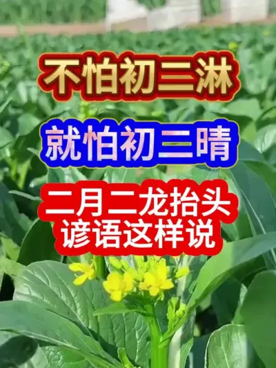 不怕初二淋就怕初二晴二月二龙抬头谚语这样说 #农业谚语 #服务三农支持三农 #农业种植 #二月二龙抬头 #谚语分享