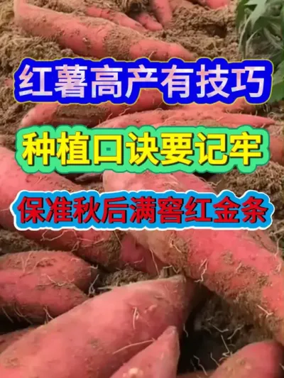 红薯高产有技巧种植口诀要记牢保准秋后满窖红金条 #红薯种植 #红薯高产种植 #服务三农支持三农 #农业种植 #种植小技巧
