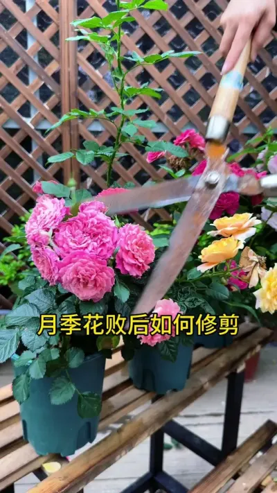 月季开败后如何修剪？看看你做对了哪一步#月季 #修剪#养花小知识