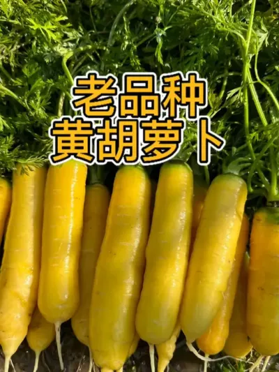 老品种的黄胡萝卜 漂亮又好吃，很脆嫩水灵#有机蔬菜 #胡萝卜 #老品种 #我爱种菜 #种植小技巧