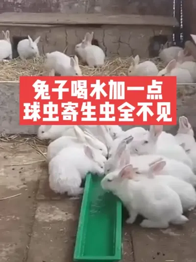 兔子喝水加一点，球虫寄生虫全不见 #兔子#养殖#三农#养兔人