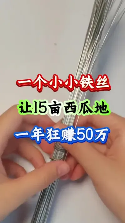 西瓜种植 一根小小的铁丝让15亩西瓜地一年狂赚50万#西瓜种植 #西瓜管理 #农业种植 #早春西瓜