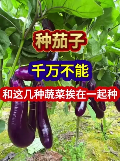 种茄子千万不能和这几种蔬菜挨在一起种 #茄子种植 #蔬菜种植 #辣椒种植 #黄瓜种植 #种植小技巧