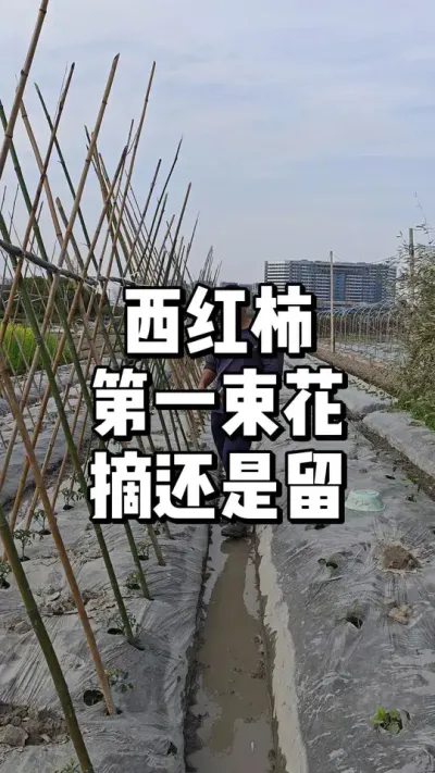 西红柿第一束花要摘掉还是保留 