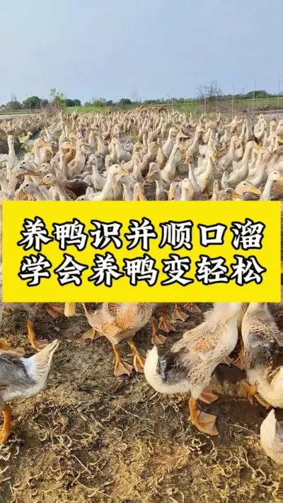 养鸭识并顺口溜，学会养鸭变轻松#肉鸭养殖 #养鸭人 #禽病技术指导 #养鸭 #养殖技术交流