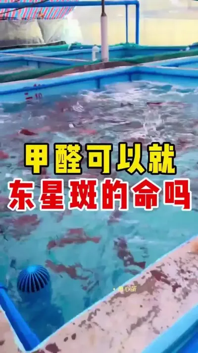 甲醛可以叫东兴斑的命吗？ #水产养殖 #高密度养殖 #养鱼日记 #养鱼 #水产养殖技术 @抖加🔥上热门🔥dou+🔥热点宝