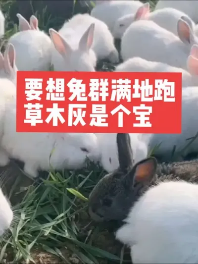 要想兔群满地跑，草木灰是个宝 #三农#养殖#兔子#养兔#养兔人