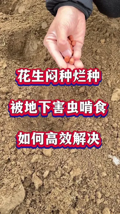 花生闷种烂种，种子被地下害虫啃食，如何高效解决？#花生种植  #花生高产  #花生种植管理技术  #花生拌种