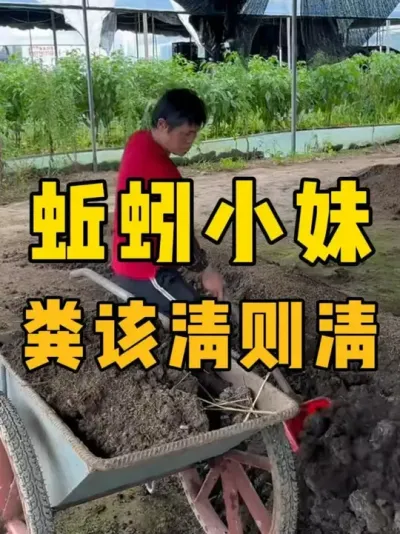 蚯蚓粪该清则清，床大难清理或客户需要#蚯蚓养殖 #三农 #农村创业