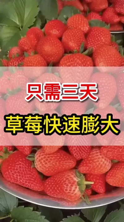 草莓快速膨大增产妙招，#草莓种植 #助力果农 #草莓🍓
