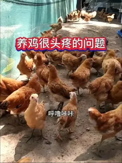 不管你养的什么品种的鸡，都会遇到这个头疼的问题#养鸡技术 #科学养鸡 #鸡病防治 #养鸡知识 #养鸡