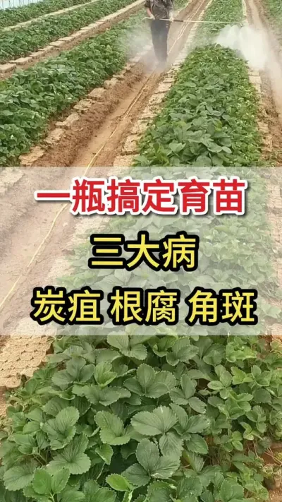 只需用它喷一喷，各种病害不入侵#草莓#育苗