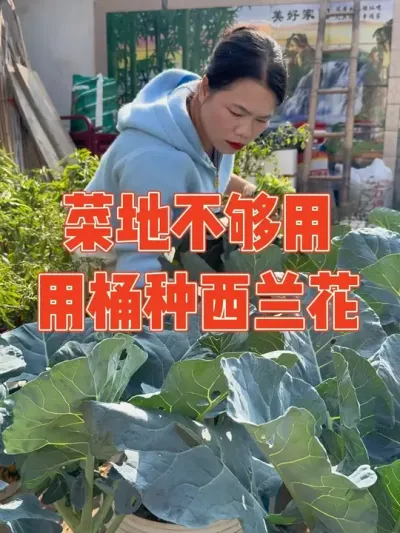 小媳妇种菜有瘾，菜地不够用直接利用废桶种西兰花，精心照料下长势喜人。桶种菜全过程记录#西兰花 #种植小技巧 #强迫症治愈系 #强迫症看了很享受 #自己种的纯天然的绿色蔬菜