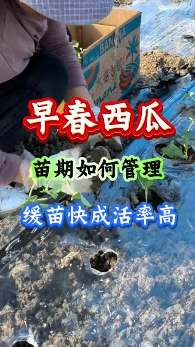 早春西瓜 早春西瓜苗期如何管理缓苗快成活率高 #西瓜种植 #西瓜管理 #早春西瓜