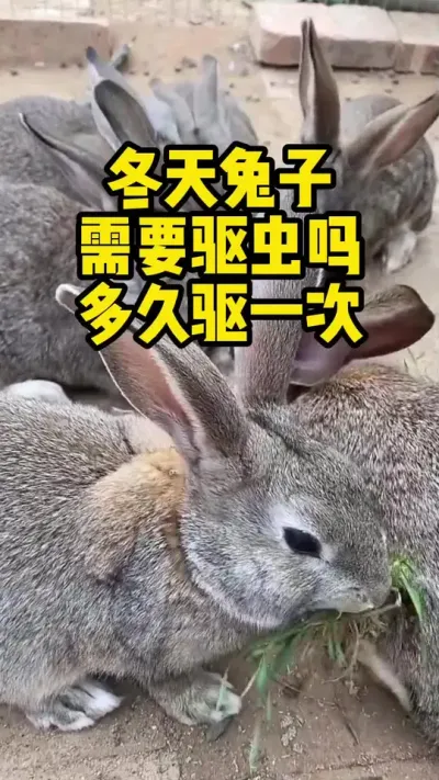 冬天的兔子需不需要驱虫，多久驱一次#养兔#养殖#三农#兔子#科学养兔
