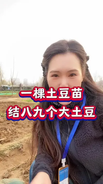 一棵土豆苗结八九个大土豆#土豆高产种植 #马铃薯 #土豆种植 #分享农业知识帮农民增产增收 #洋芋